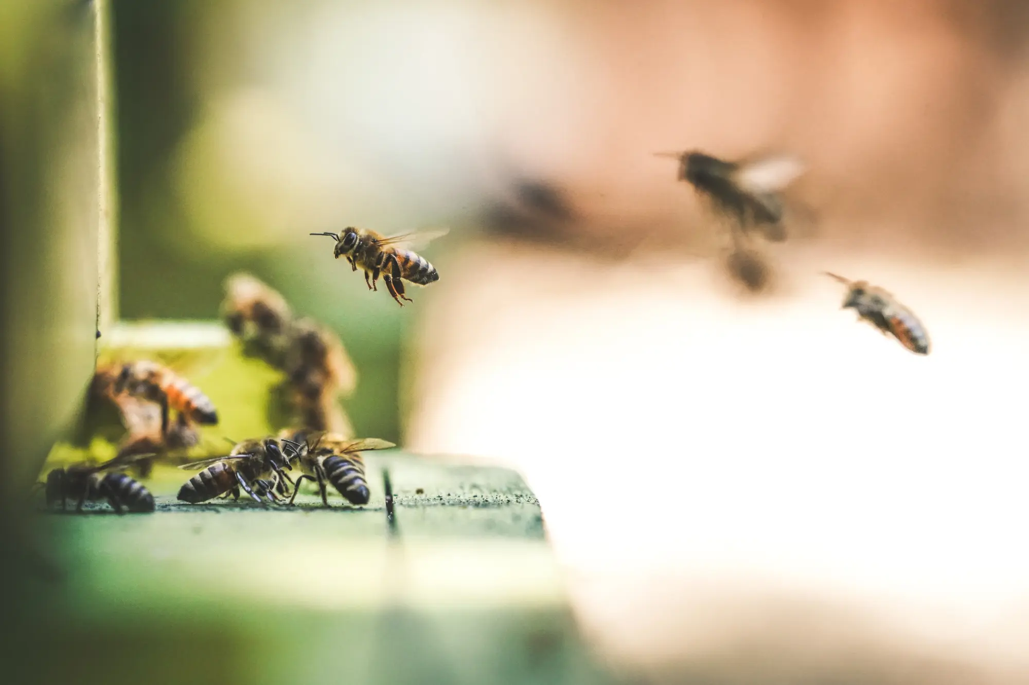 Bees landing at the entrance to a bee hive