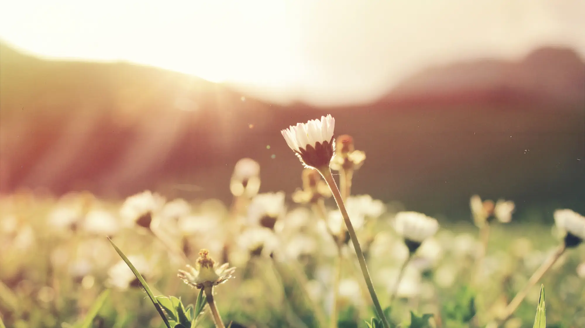 A field of wildflowers