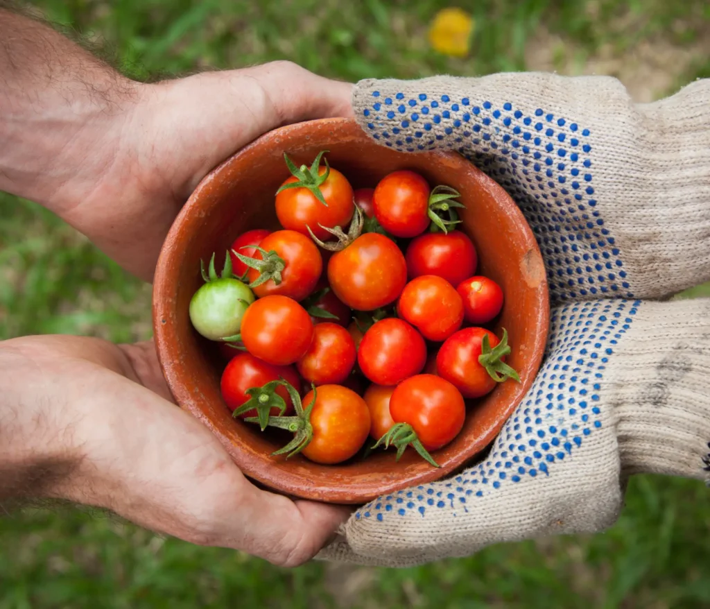 The hands of two people holding a bowl of tomatoes together.