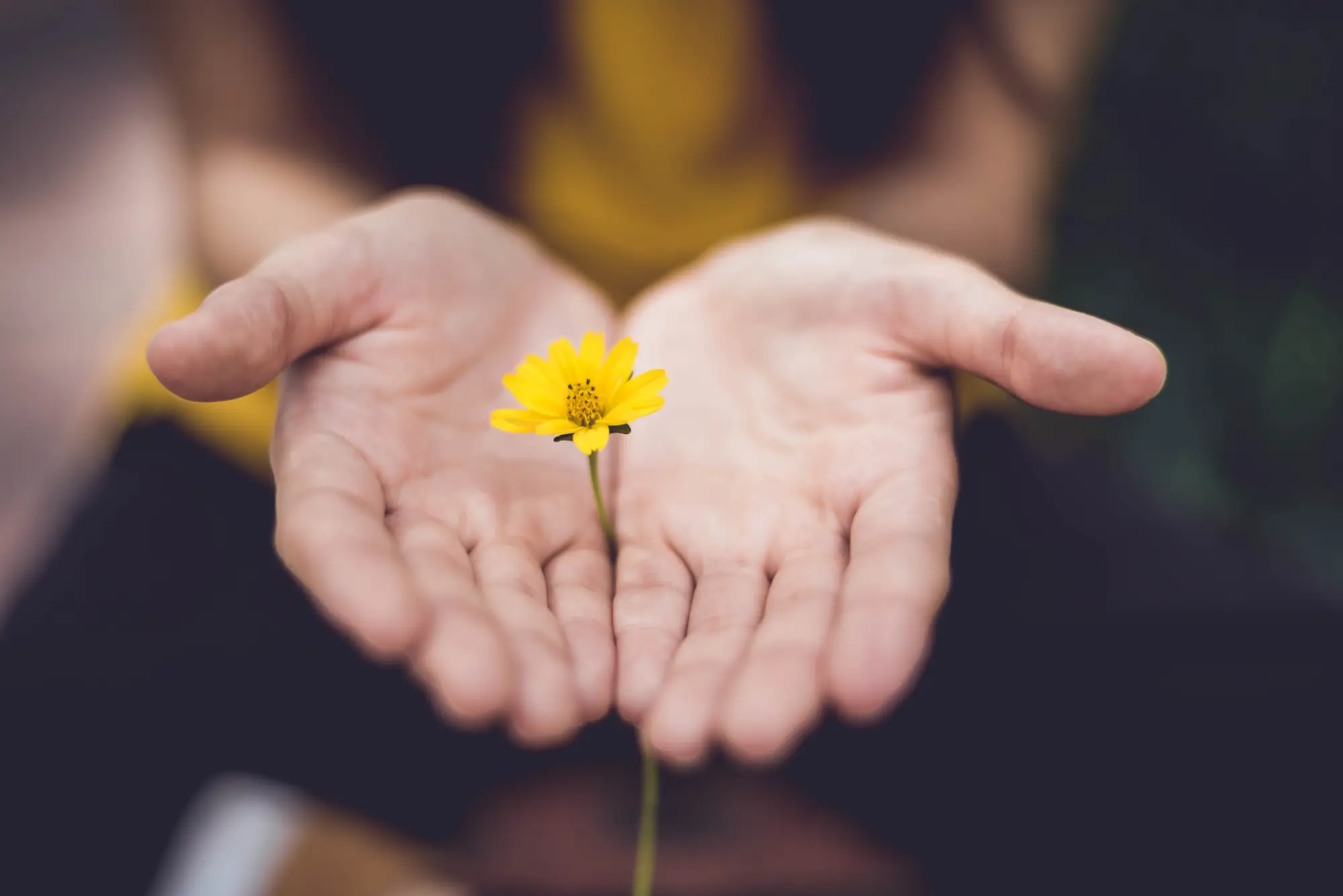 Two hands together, palms up, holding a flower between them