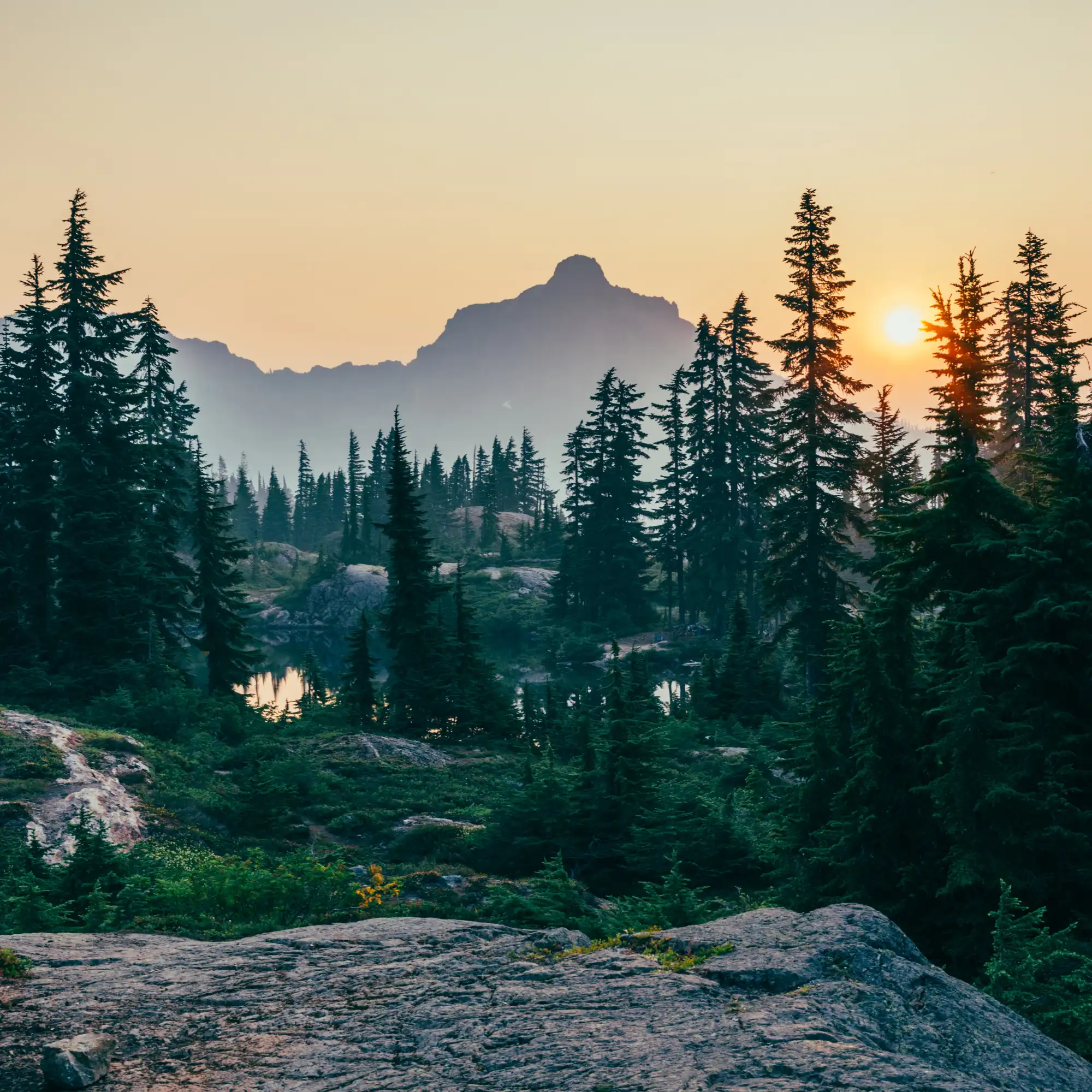 Green trees growing in the mountains with the sun setting in the background